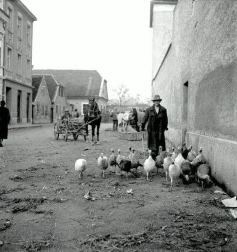 Opatovina, umjetnička fotografija nepoznatog autora